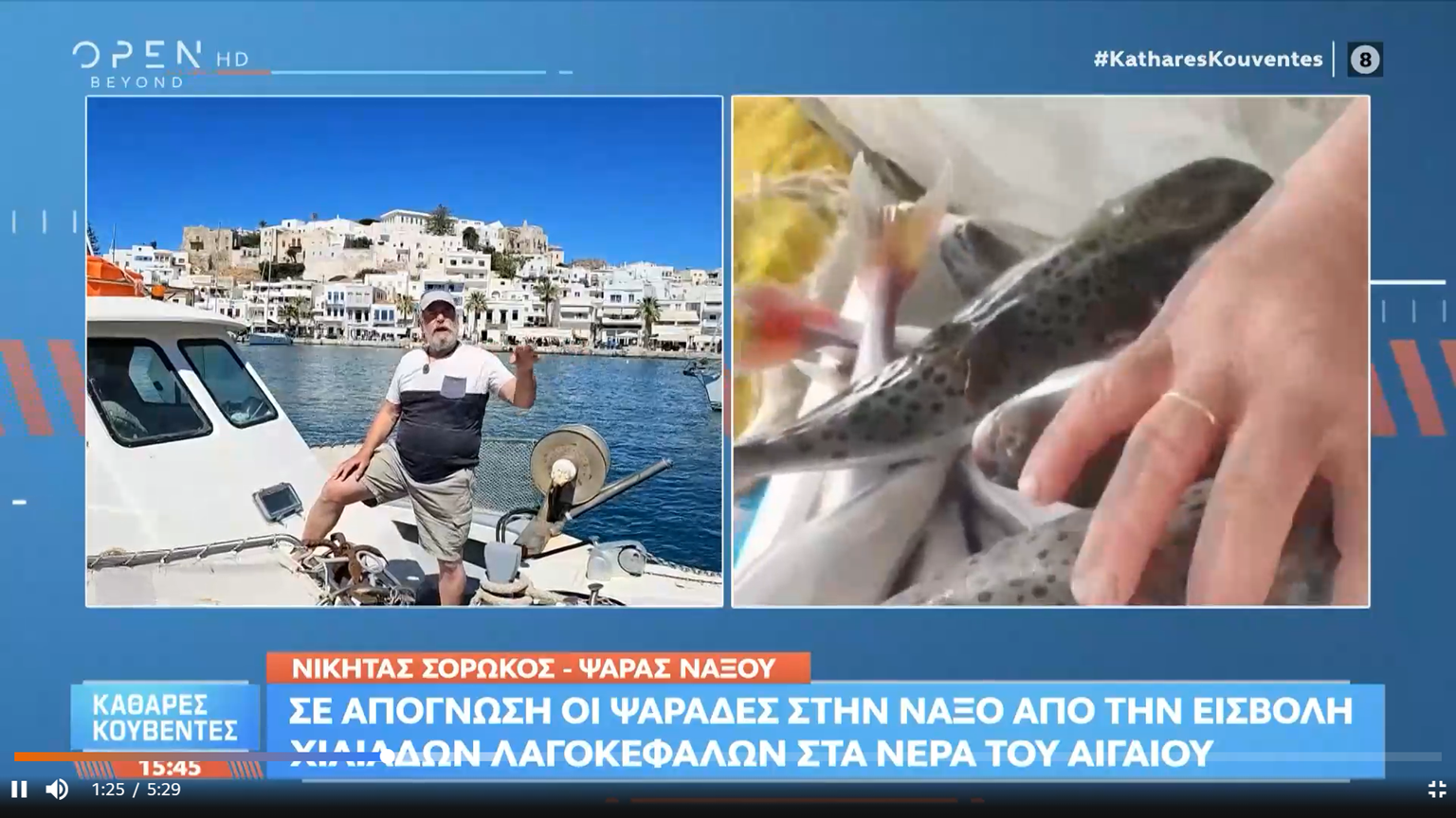 Κραυγή απόγνωσης από τους ψαράδες της Νάξου: “Μας αφανίζουν οι λαγοκέφαλοι”